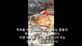 self injury Eclectus parrot th…