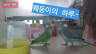 퀘이커앵무새 순도리♡부츄 (리얼리티 퀘둥이 일상 브이로…