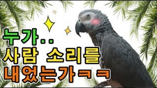 [수다쟁이 회색앵무 코코] EP14. 대박! 이건 꼭 …