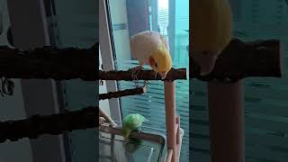 꽂순이 안녕하세요