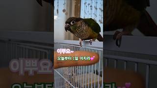 코뉴어앵무새#하랑이#하봉이#parrot#cute#박지현