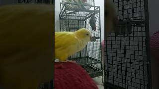 Lutino Quaker and African Grey Parrots