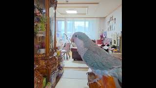 언니가 좋은 사랑이 #앵무새사랑이 #퀘이커앵무 #gol…