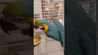 물마시는 청금강