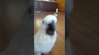 코카투 자유비행~ ㅋㅋ