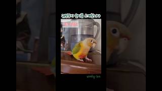 윈디를 소개합니다 #반려새 #반려조 #코뉴어앵무새 #파인애플코뉴어 #새이름은이윈디