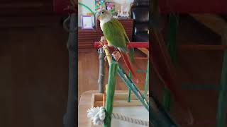 파인애플 코뉴어 말하는법 훈련중