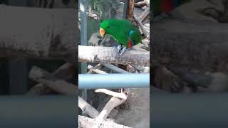 수컷 이크렉터스앵무의 움직임 2 - 경주 버드파크 (T…