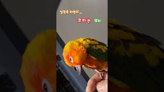 일광욕하면서 코파는 뚜비#코뻥 #상쾌 #시원해#썬코뉴어 #앵무새 #앵집사 #앵집사일상 #일광욕#귀여워