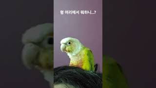 형 머리에서 뭐하니...? #parrot #birds …
