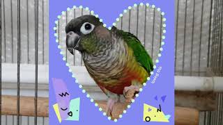 [앵무파파] 코뉴어 앵무새들의 땅콩껍질 사랑, 레드옐로우사이드코뉴어 연두와 파인애플코뉴어 코니 [2020.05.23]