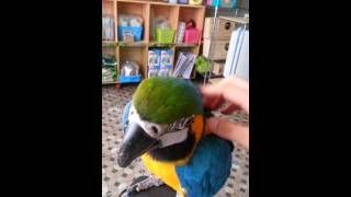 Parrot  maru  hi~  청금강 앵무새 마루의 안녕~