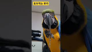 호두먹는 청금강앵무새 #앵무새 #parrot #청금강 #청금강앵무새 #macaw #동물 #animal #마카우