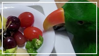 집들이가서 배터지게 먹고 온 앵무새