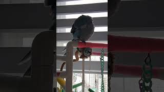 목욕하고 싶지?? #앵무새 #birds #parrot #퀘이커 #cute #pets