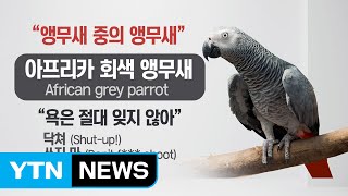 목격자 '앵무새', 또 있었다...산타로사 살인사건 / YTN (Yes! Top News)