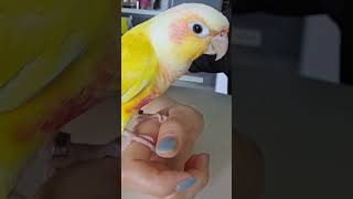 사랑해 해주는 앵무새 #앵무새 #코뉴어앵무새 #코뉴어 …