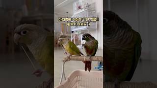 국수 냠냠 (귀여운 도둑 등장!?) | 앵무새 ASMR