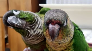 서로 의지하며 졸고 있는 애기와 응애(코뉴어)