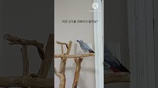 앵무새ㅡ순돌이는 어떤군가를 리메이크 하는걸까요?