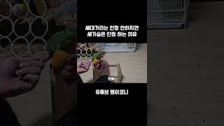 새대가리는 인정못해! 새가슴은 인정... #parrot…