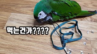 하네스 적응시키기