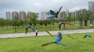 바람은 계산하는것이 아니다 극복하는 것이다! 할리퀸마카…