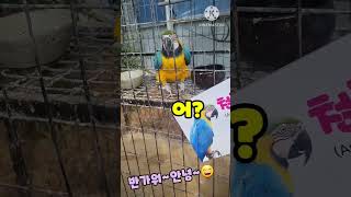 예의바른 앵무새 청금강 담양 테테루 테마파크