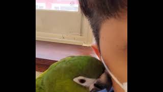 주인을 따라하는 한스마카우앵무새
