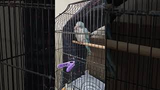 태안바다 한 음식점에 귀여운 앵무새 한마리(귀여운 동물…