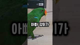 자러가자는 한마디가 앵무새한테 미치는 영향 ㅋㅋ #앵무…