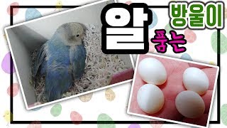 방울이가 알을 낳았어요