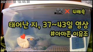 5주 신생아 아마존 앵무새의 신비로운 성장 과정