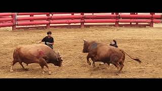 청도소싸움경기장 3경기 (홍)범호 vs (청)금강장사 24.8.17(토)