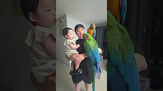 앵무새#청금강/#홍금강#송도집입성