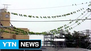 목청 좋아 들인 앵무새...이젠 시끄러운 애물단지 / …