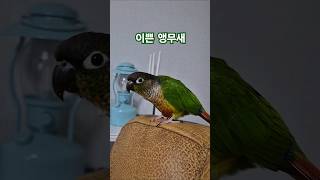 코뉴어앵무새#하랑이#하봉이#parrot#cute