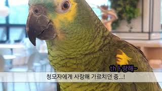 앵무새 재채기 모음 / parrot sneeze compilation