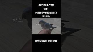 나랑 유일한 말동무 땡초를 소개합니다. ㅋ#퀘이커 #앵무새 #앵무새키우기 #앵무새스타그램 #블루퀘이커 #나른매일무시하는유일한놈ㅋ