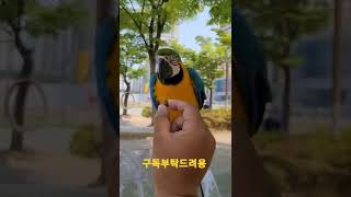 만세하는 청금강앵무새 루카 #shorts