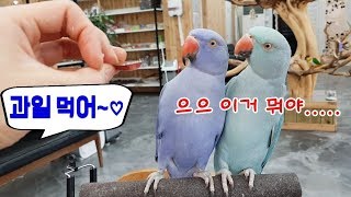 [행동교정] 과일 안먹는 앵무새 길들이는법