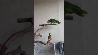 오렌지윙 아마존앵무~~ 초롱