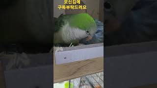알품고있는 퀘이커앵무 루팡이 #shorts