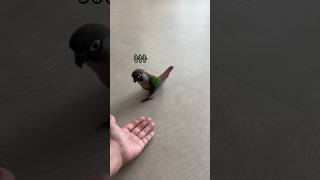 부르면 달려오는 앵무새 호디 #코뉴어앵무새 #호디조이