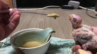 아기 코뉴어 이유식 급여