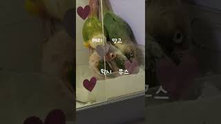 아기새 털고르기 #birds #cute #코뉴어#앵무새…