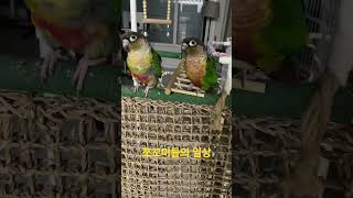 아빠 말하는 앵무새#앵무새키우기 #코뉴어#동물키우기