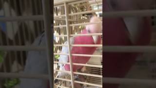 갈라코카투 춤춰요