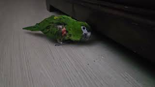 #앵무새 #한스마카우 #지루비 @자다가 일어났다. 사랑해 루비야