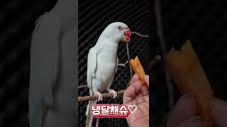 살구간식#목도리앵무새#앵무새#parrot#먹방#간식#코…